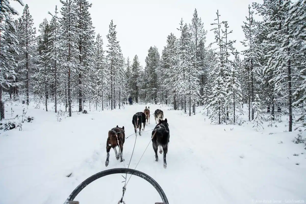 Husky Safari in Finnisch-Lappland hat Suchtpotenzial Husky Safari in Finnisch-Lappland hat Suchtpotenzial