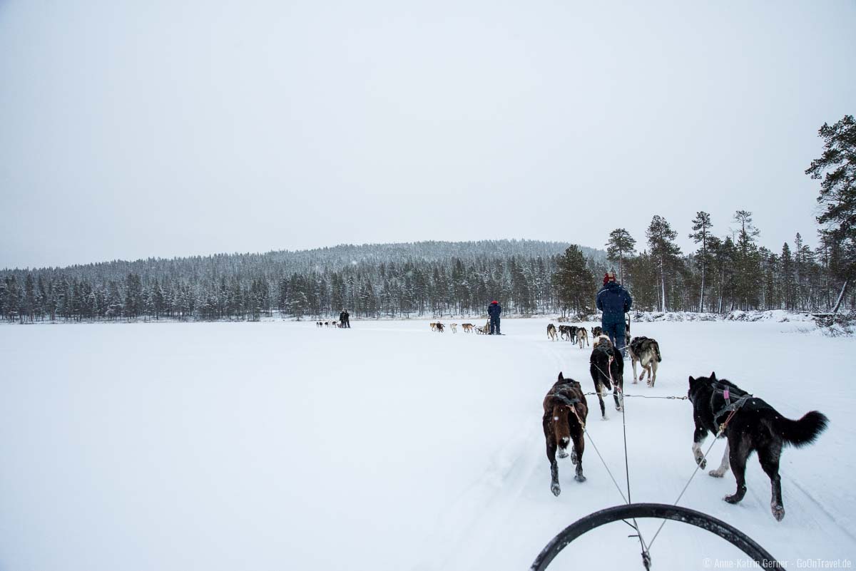 Mit dem Hundeschlitten über den gefrorenen See in Finnland fahren