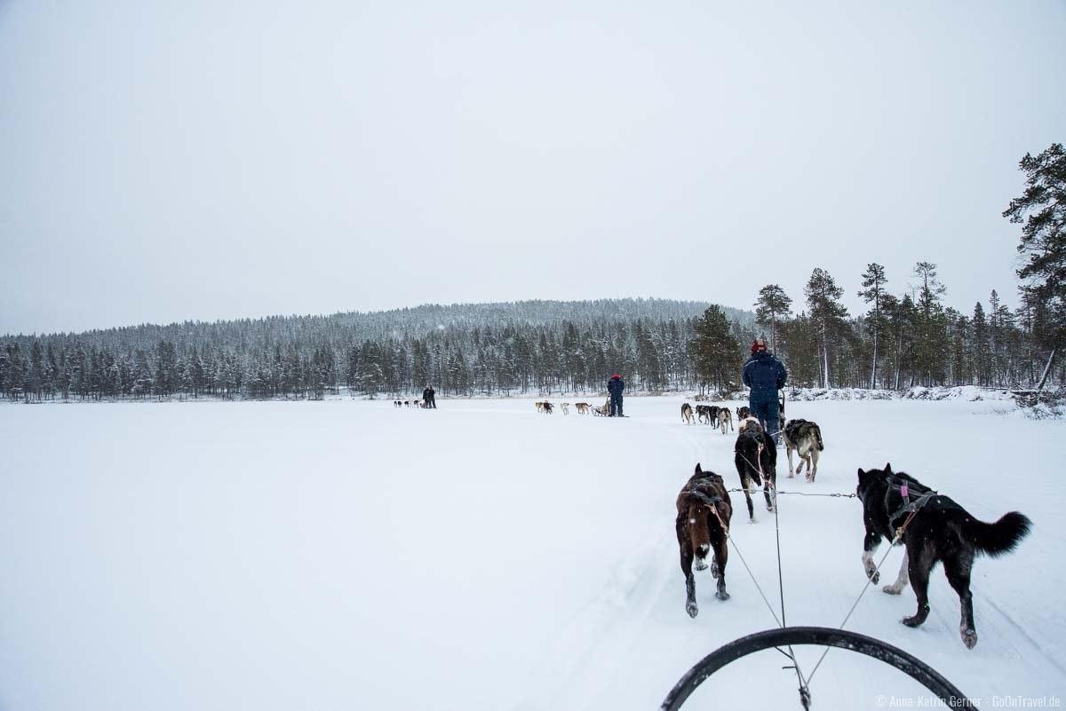 Mit dem Hundeschlitten über den gefrorenen See in Finnland fahren Mit dem Hundeschlitten über den gefrorenen See in Finnland fahren