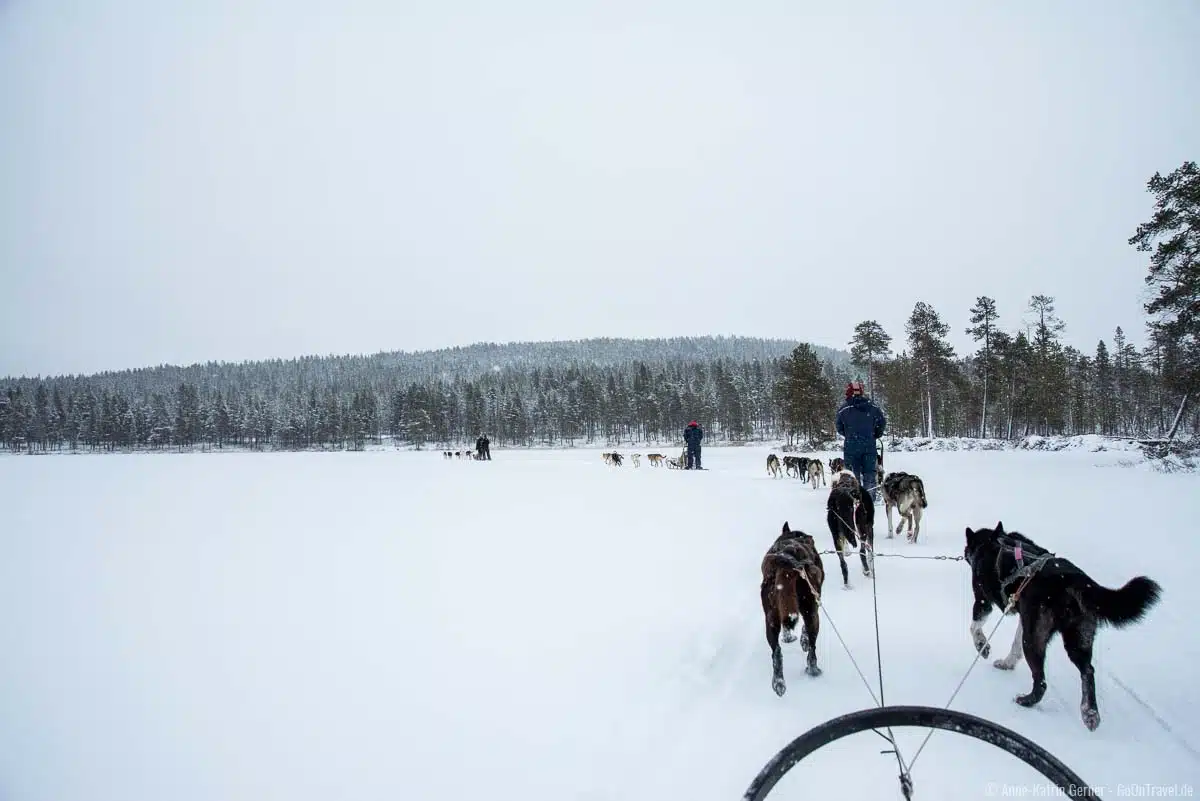 Mit dem Hundeschlitten über den gefrorenen See in Finnland fahren Mit dem Hundeschlitten über den gefrorenen See in Finnland fahren
