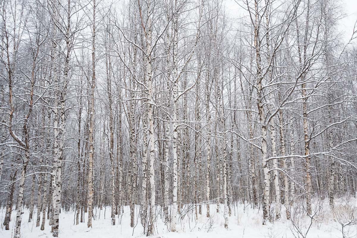 Birkenwald im Winter in Lappland Birkenwald im Winter in Lappland