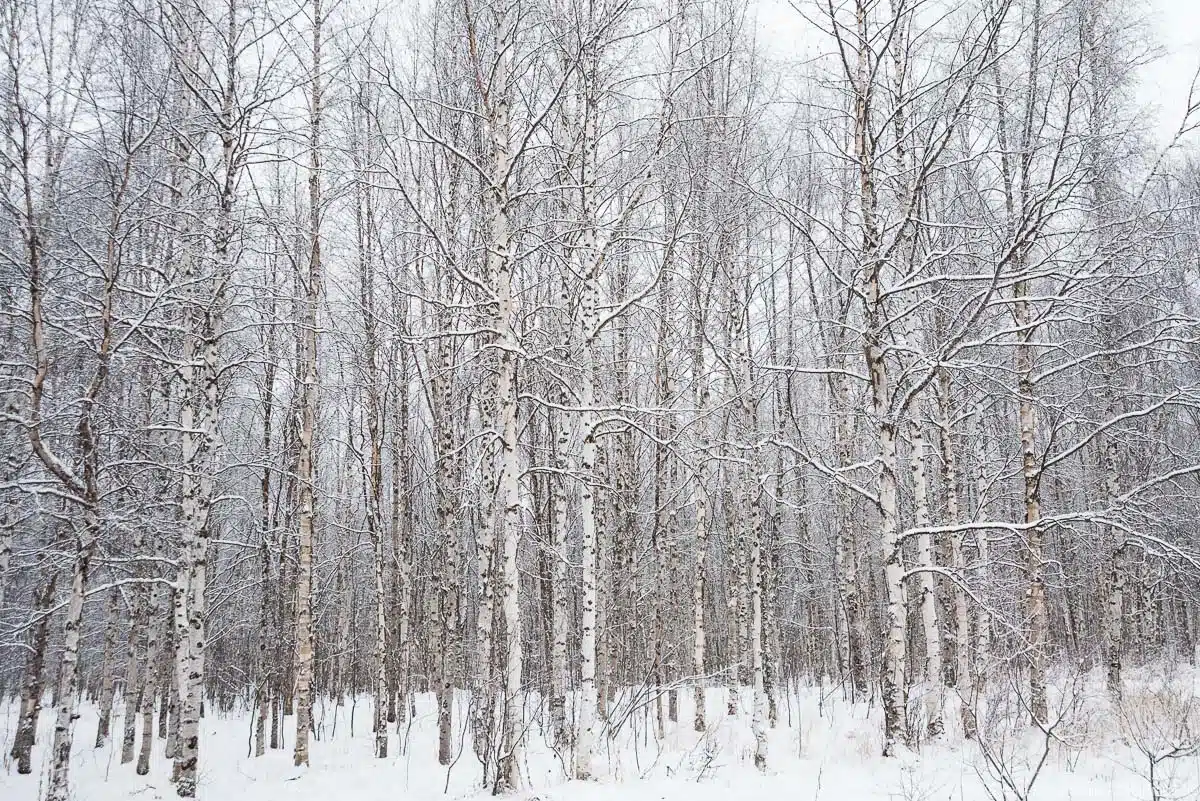 Birkenwald im Winter in Lappland