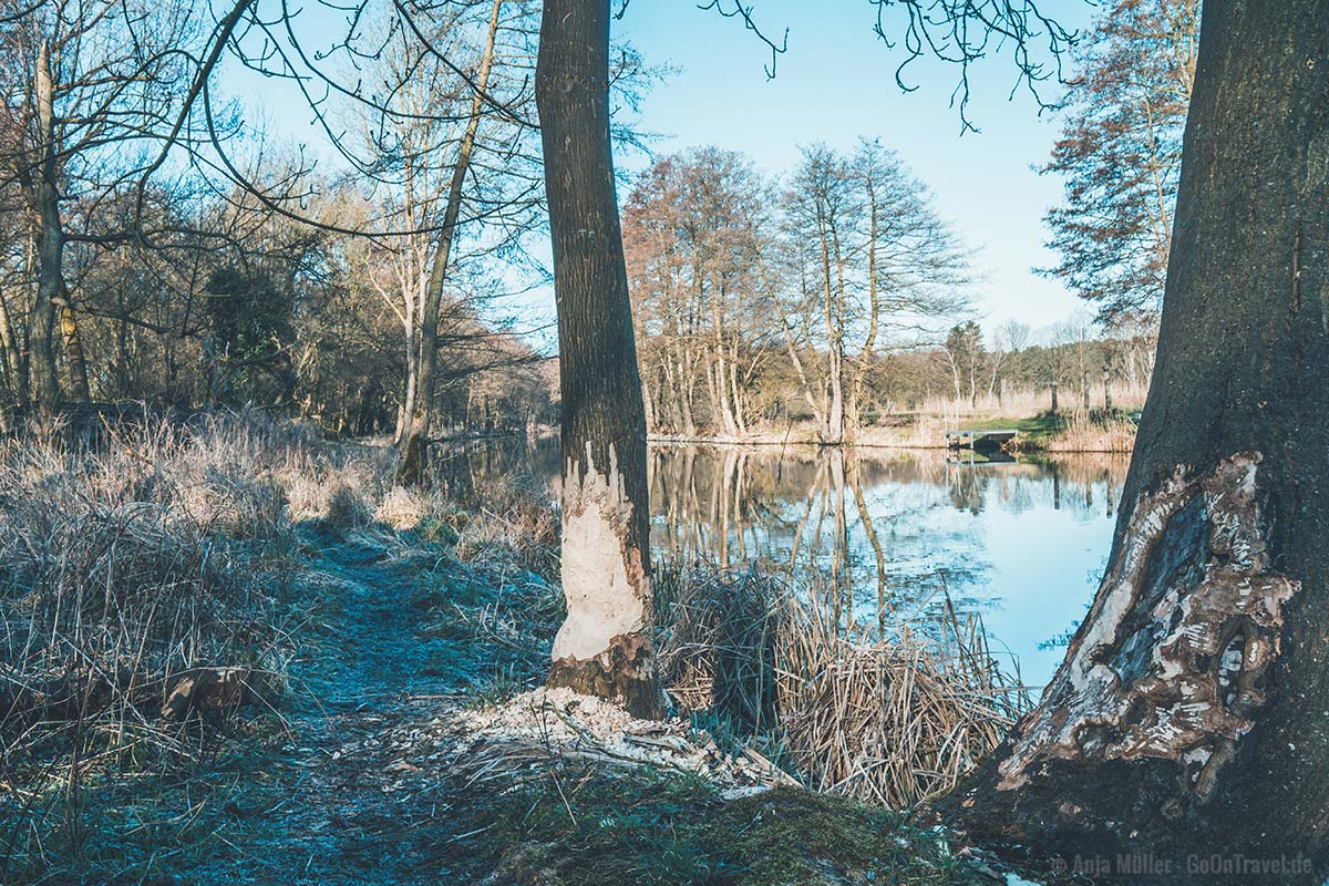 Biberspuren am Finowkanal