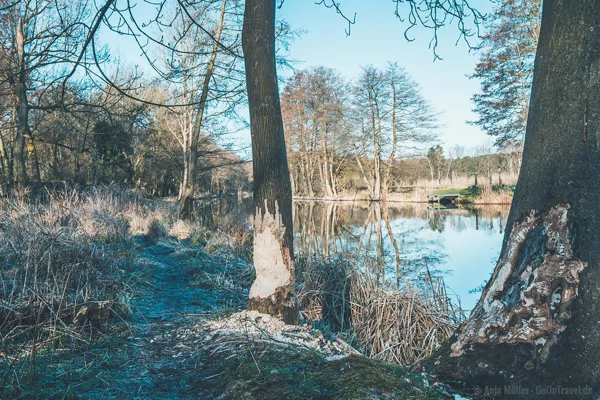 Biberspuren am Finowkanal Biberspuren am Finowkanal
