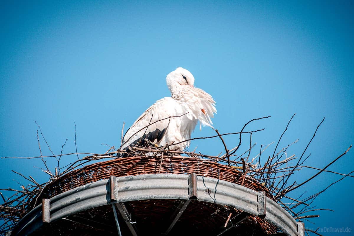 Storch in Zerpenschleuse