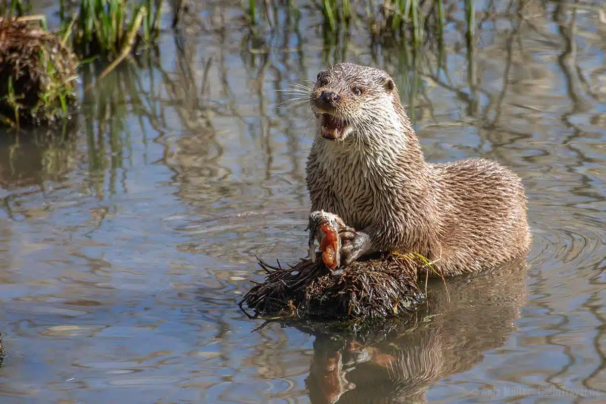 Fischotter beim Verspeisen seiner Lieblings-Mahlzeit. Fischotter beim Verspeisen seiner Lieblings-Mahlzeit.