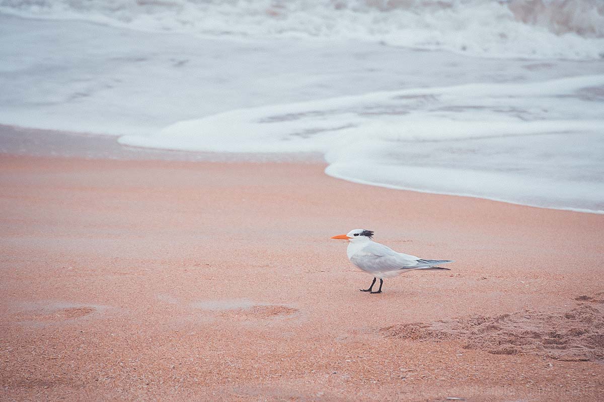 Möve am Flagler Beach