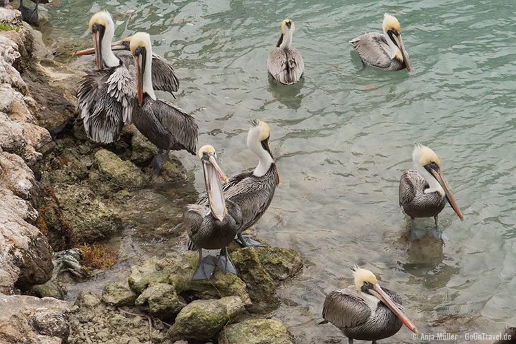 Pelikane auf der Insel Islamorada