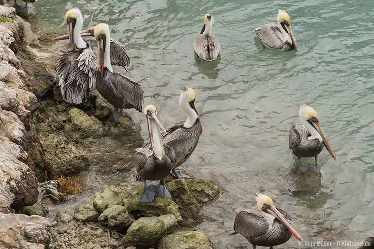 Pelikane auf der Insel Islamorada Pelikane auf der Insel Islamorada