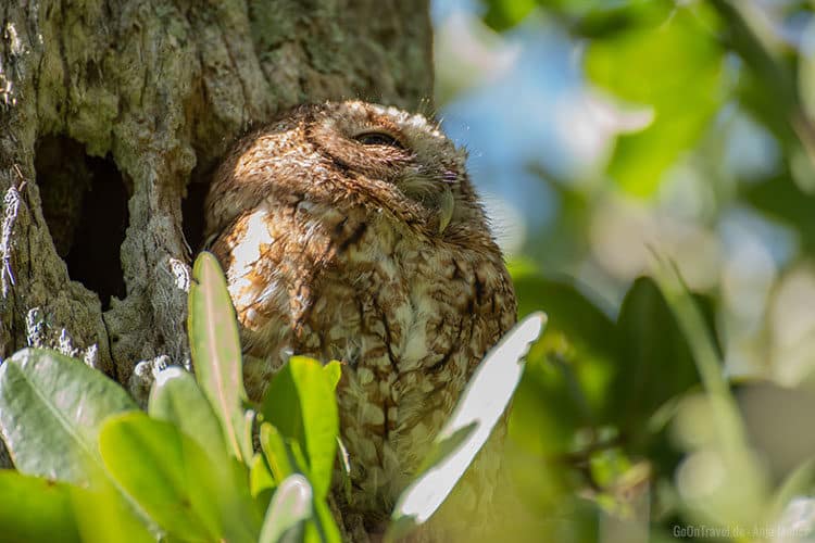 Eine kleine Eule im Baum