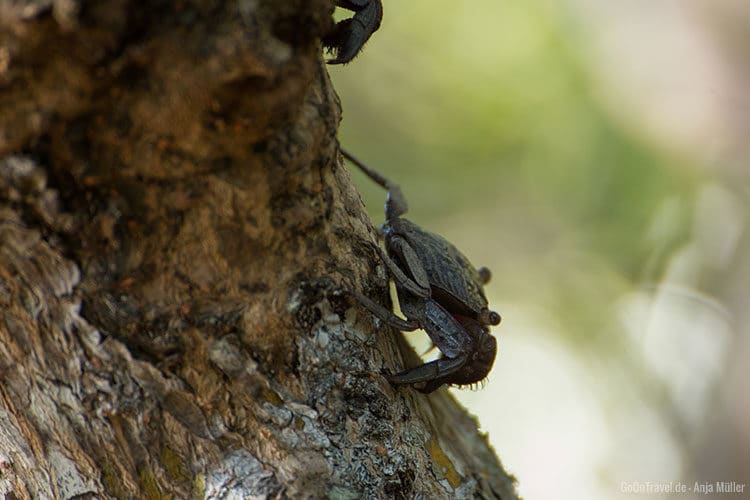 Eine Krabbe die am Baum hoch krabbelt