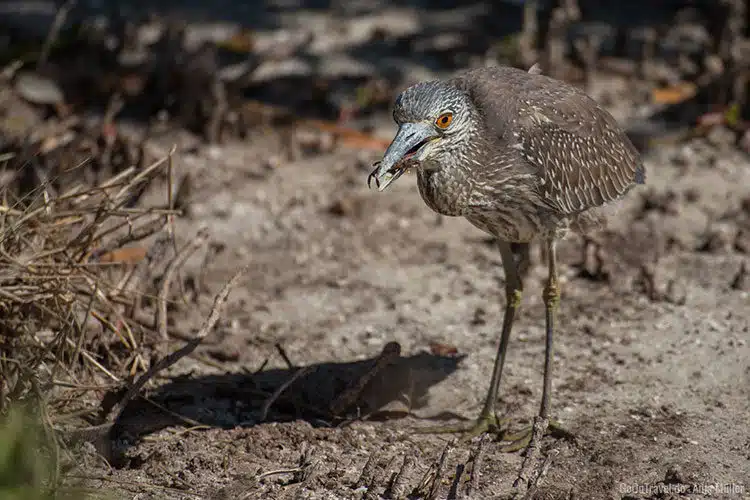 Ein Vogel der sich gerade eine kleine Krabbe geschnappt hat. Ein Vogel der sich gerade eine kleine Krabbe geschnappt hat.