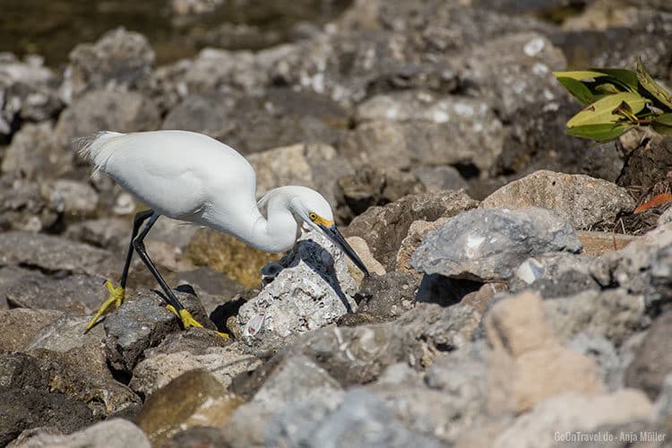 Ein weiterer Vogel auf Futtersuche.