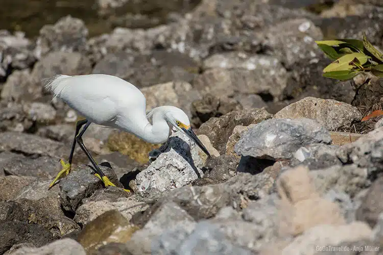Ein weiterer Vogel auf Futtersuche. Ein weiterer Vogel auf Futtersuche.
