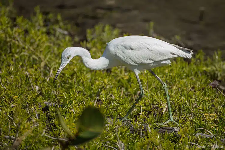 Und noch ein Vogel auf Futtersuche. Und noch ein Vogel auf Futtersuche.