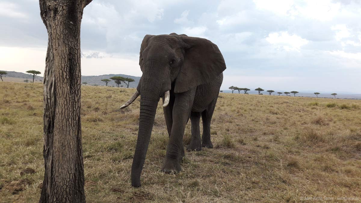 neugieriger Elefant, aufgenommen mit einem Smartphone