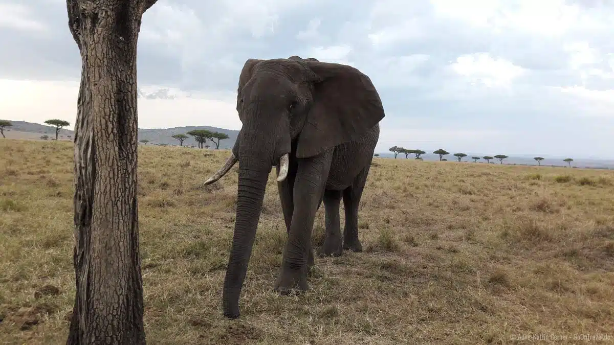 neugieriger Elefant, aufgenommen mit einem Smartphone neugieriger Elefant, aufgenommen mit einem Smartphone