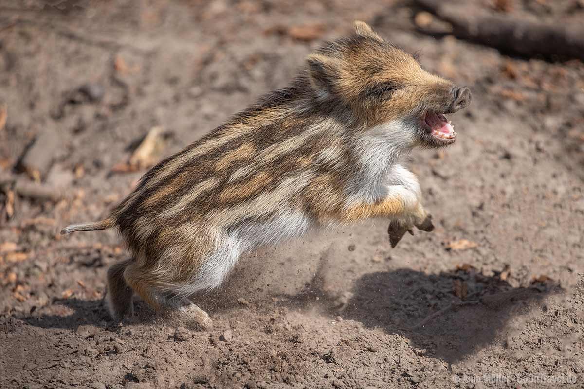 Dieser kleine Frischling hat eine Menge Spaß. Dieser kleine Frischling hat eine Menge Spaß.