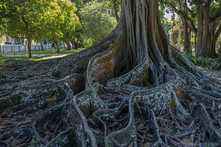 Eine Banyan-Feige Eine Banyan-Feige