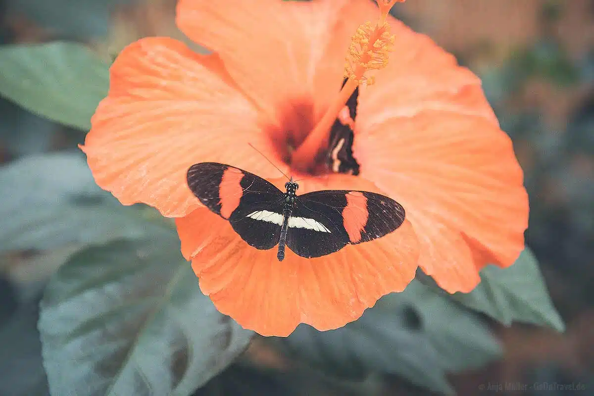 Schmetterling auf Hibiskus