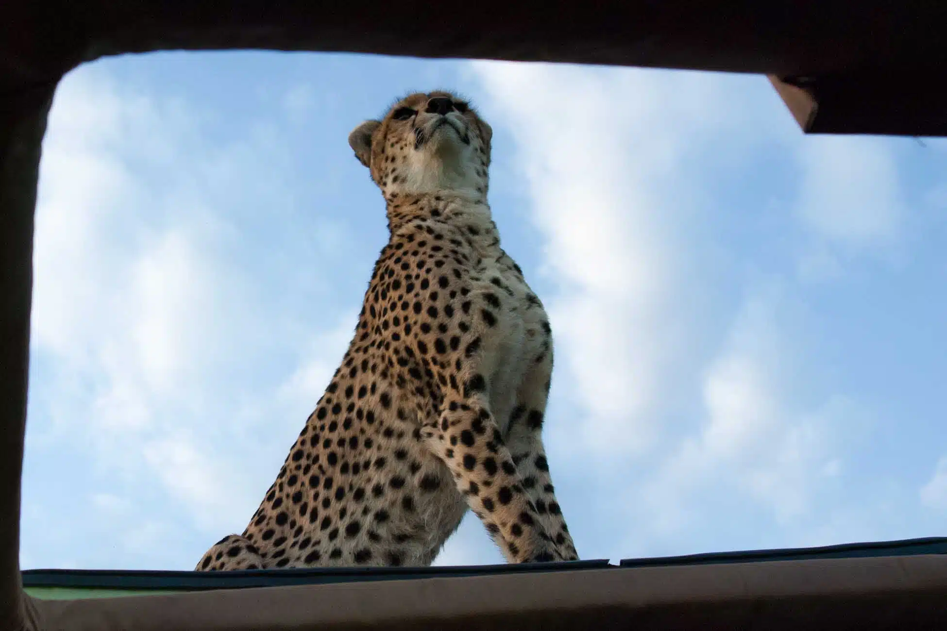 Gepard Maleika auf Autodach Kenia