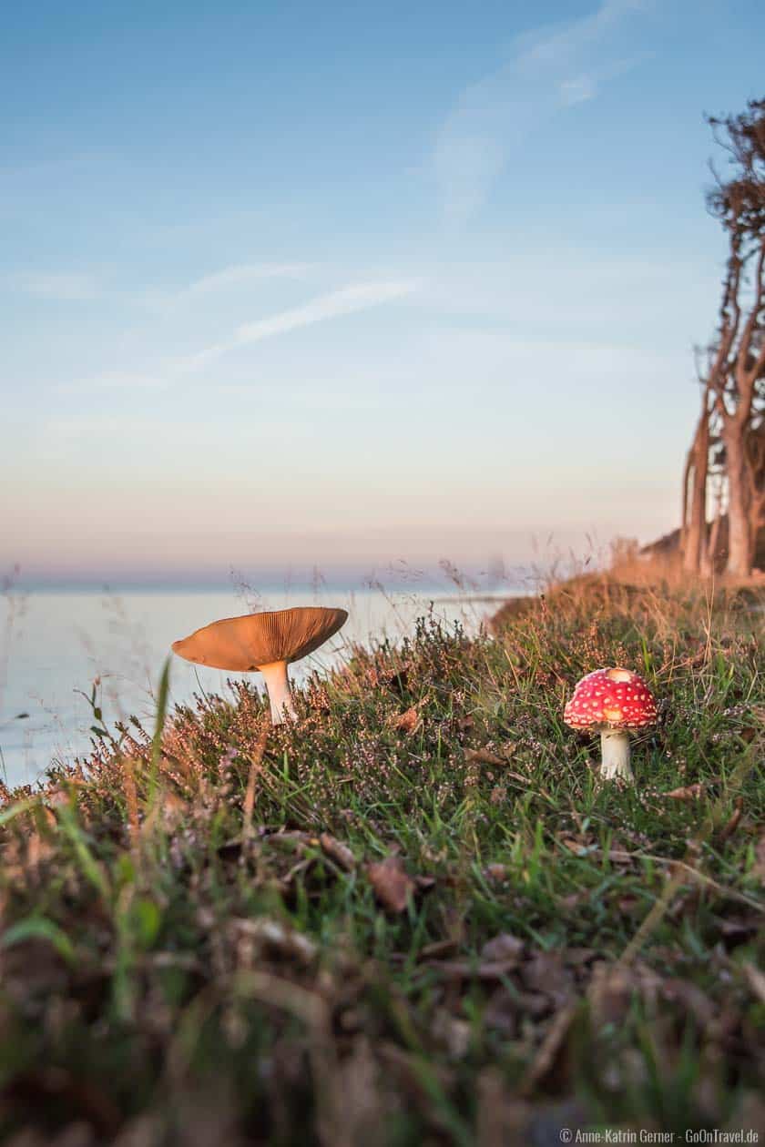 Herbst im Gespensterwald in Nienhagen Herbst im Gespensterwald in Nienhagen