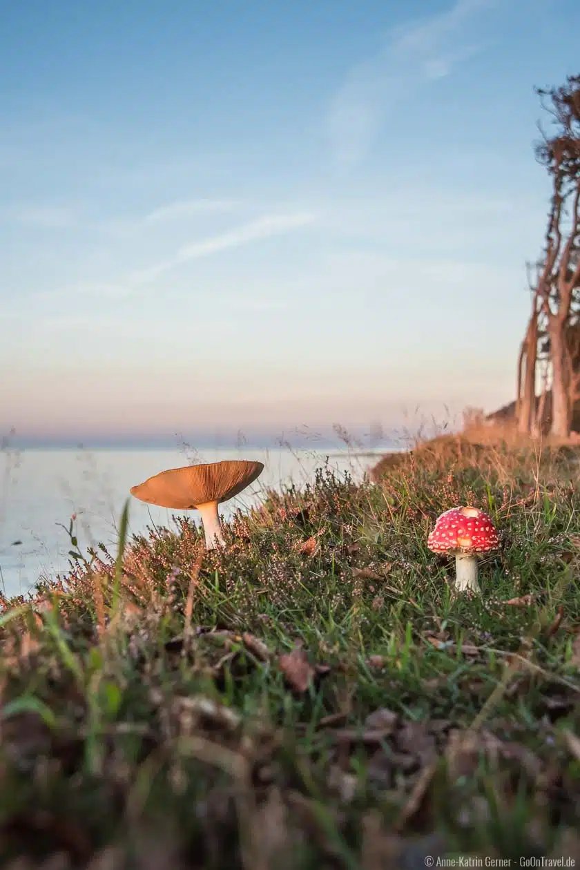 Herbst im Gespensterwald in Nienhagen Herbst im Gespensterwald in Nienhagen