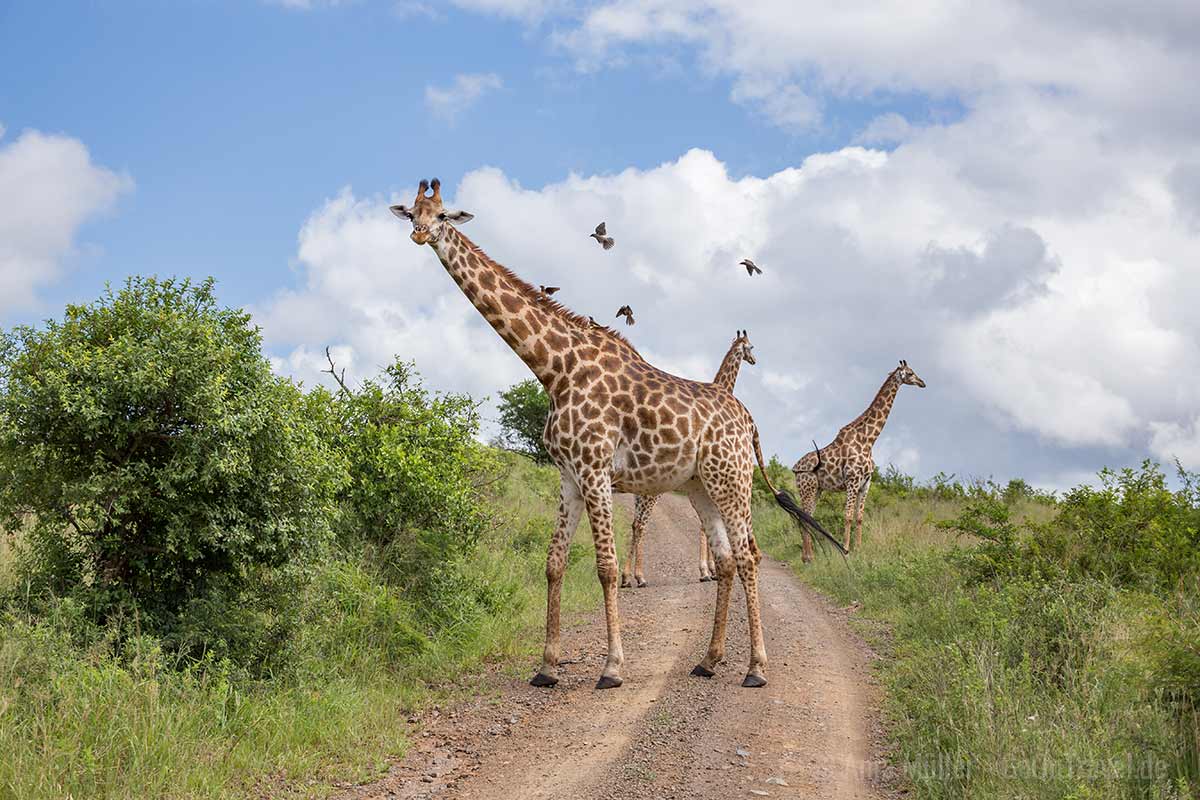 Giraffen im Hluhluwe iMfolozi Park