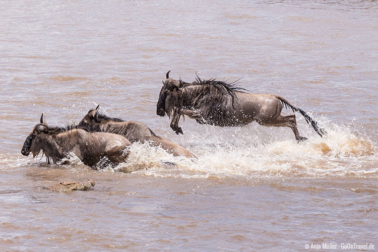 Ein Gnu springt kraftvoll durch den Mara Fluss, um dem Krokodil nicht zum Opfer zu fallen.