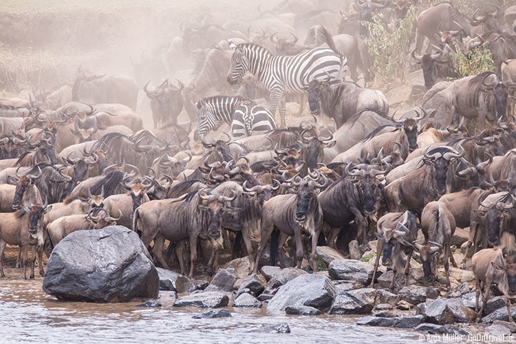 Gewussel am Mara Fluss mit Zebras und Gnus