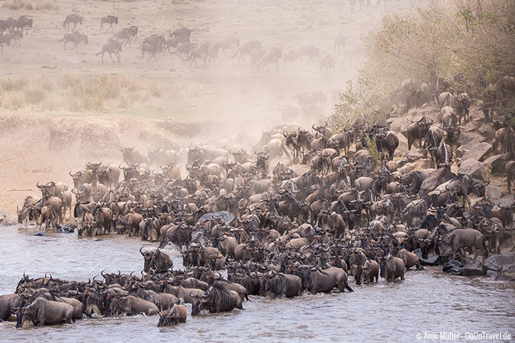 Hunderte Gnus drängeln sich um den Mara Fluss zu überqueren.