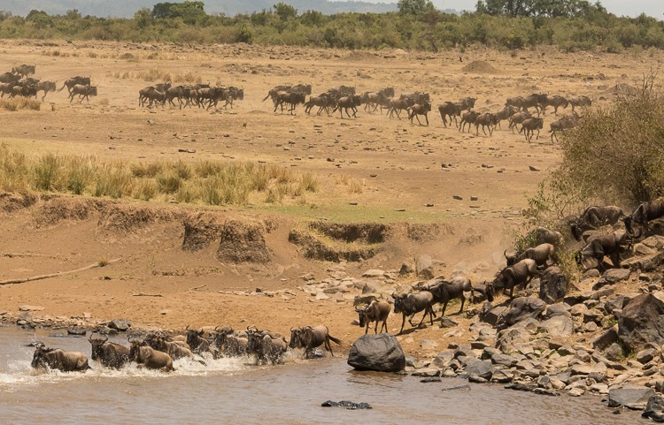 die ersten Gnus überqueren den Fluss