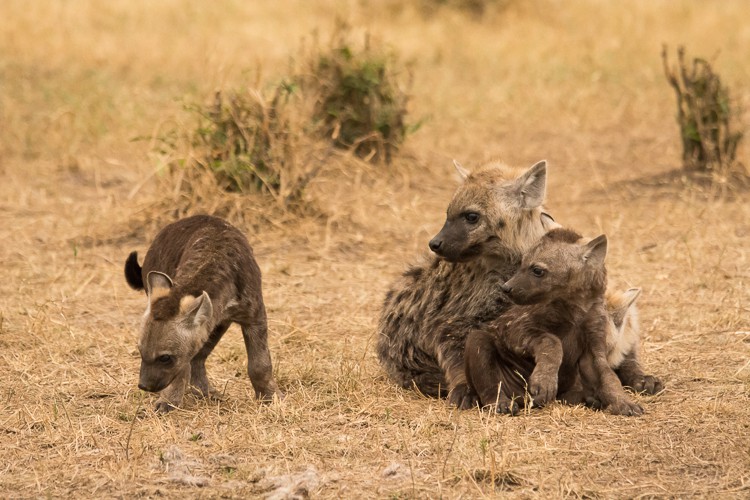 neugierige kleine Hyänen