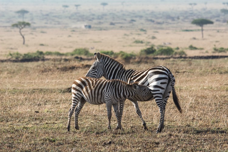 Zebrafohlen mit Mutter Zebrafohlen mit Mutter