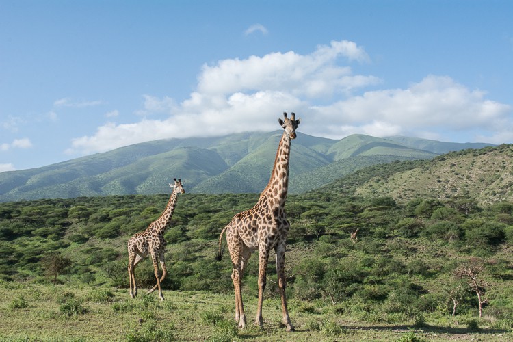 Giraffen leben außerhalb des Kraters