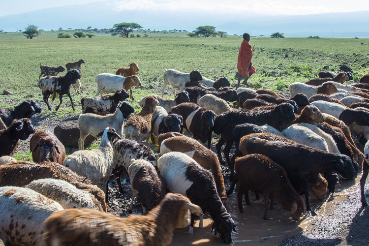 Maasaijunge und seine Schafherde im Schutzgebiet