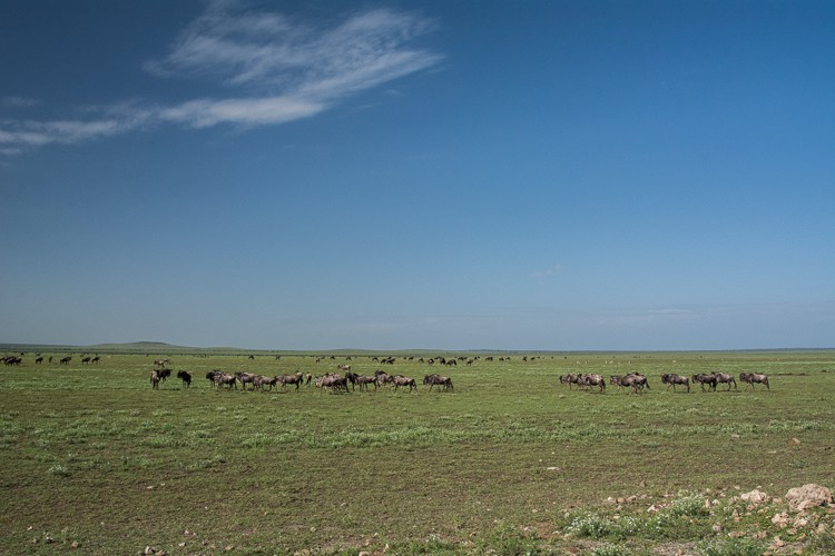 Gnus zwischen Ngorongoro und Serengeti
