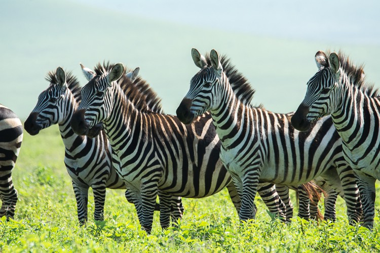 Zebras halten Ausschau nach Raubtiere