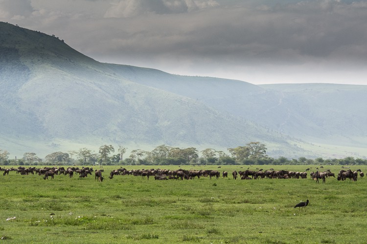 eine Herde Gnus