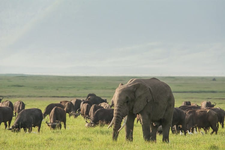 grasende Büffelherde mit Elefant