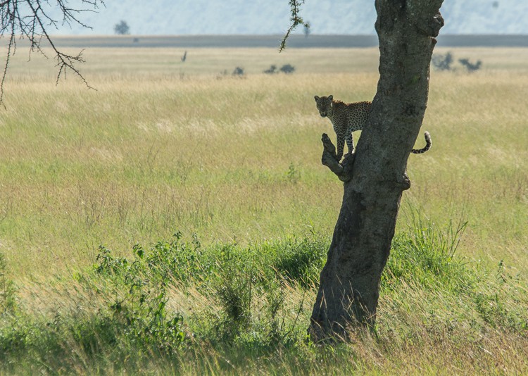 Leoprad in der Zentral Serengeti