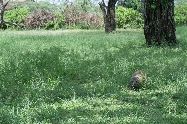 Meerschweinchen? Nein, Klippschliefer!