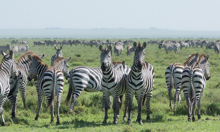 Zebras sind einfach fotogen, oder?!!