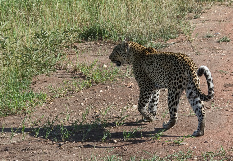 Leopard auf der Pirsch
