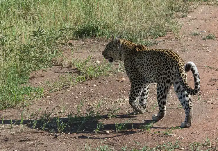 Leopard auf der Pirsch Leopard auf der Pirsch
