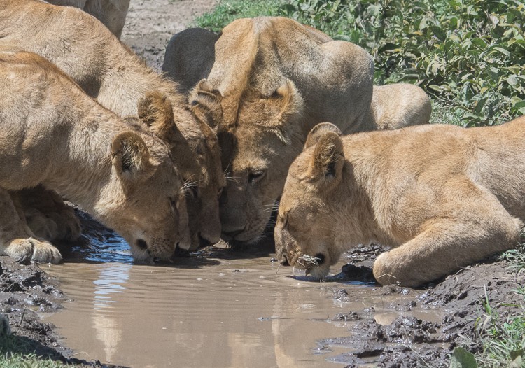 durstiges Löwenrudel