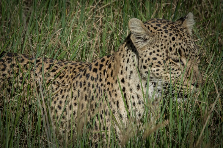 ganz nah, Leopard im Gras