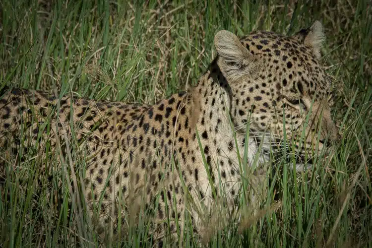 ganz nah, Leopard im Gras ganz nah, Leopard im Gras