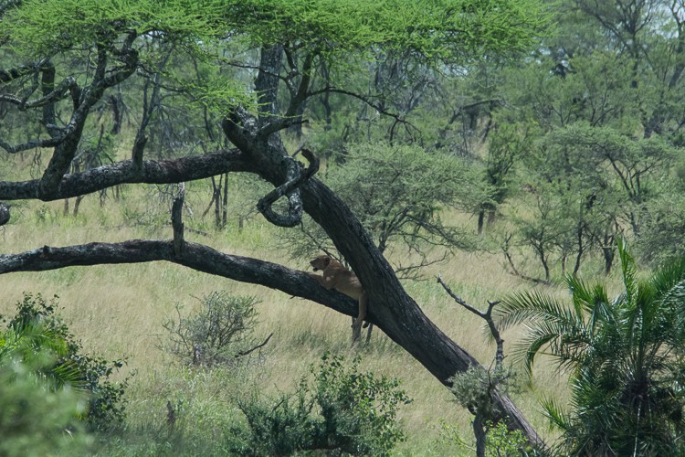 Baumlöwen in der Serengeti