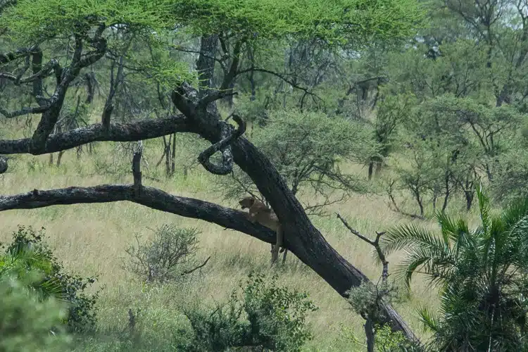 Baumlöwen in der Serengeti